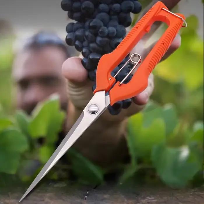 Ciseaux de taille à raisin, outil de jardin, Patch végétal, bonsaï professionnel, cueillette de fruits en acier inoxydable avec serrure, nouveau